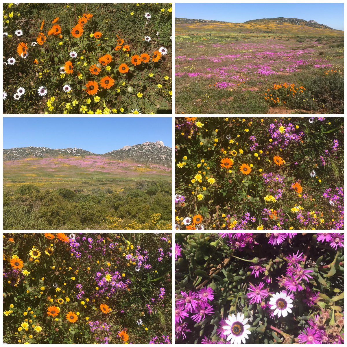 AstroCapetown's tweet photo. The stars on the earth ✨ For a few weeks every year this little pocket of the West Coast Nature Reserve explodes into colour. Everyone should see this once in their lifetime! So lucky to have this just down the road 😀🌸 #postberg #postbergnaturereserve https://t.co/2fcV3ZwJ0D