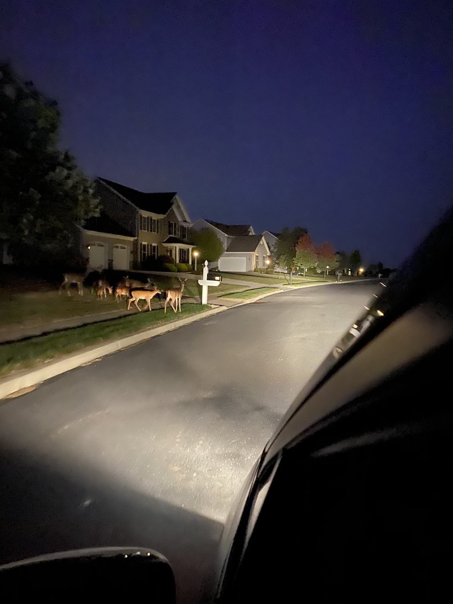 RobinWhitcomb1's tweet image. 🦌🦌🦌Morning crew asserting their right of way to cross in front of me