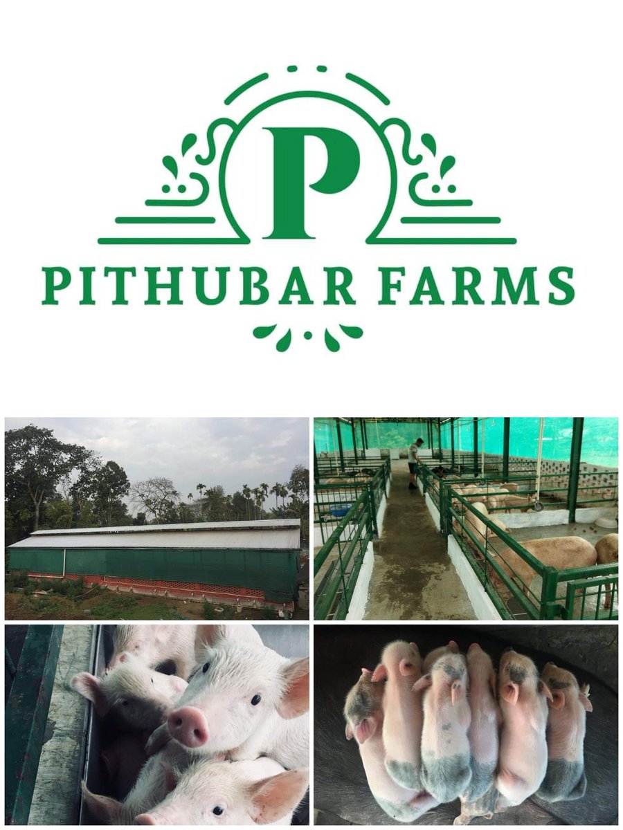  #thread  #africanswinefever  #assam #pithubarfarms  @ATULBORA2  @sarbanandsonwalI am sharing this info with extreme pain and sadness – Our farm  @Pithubar_Farms got hit by the african swine fever virus and 95% percent of our stock, i.e. 280 animals have died in the past month.