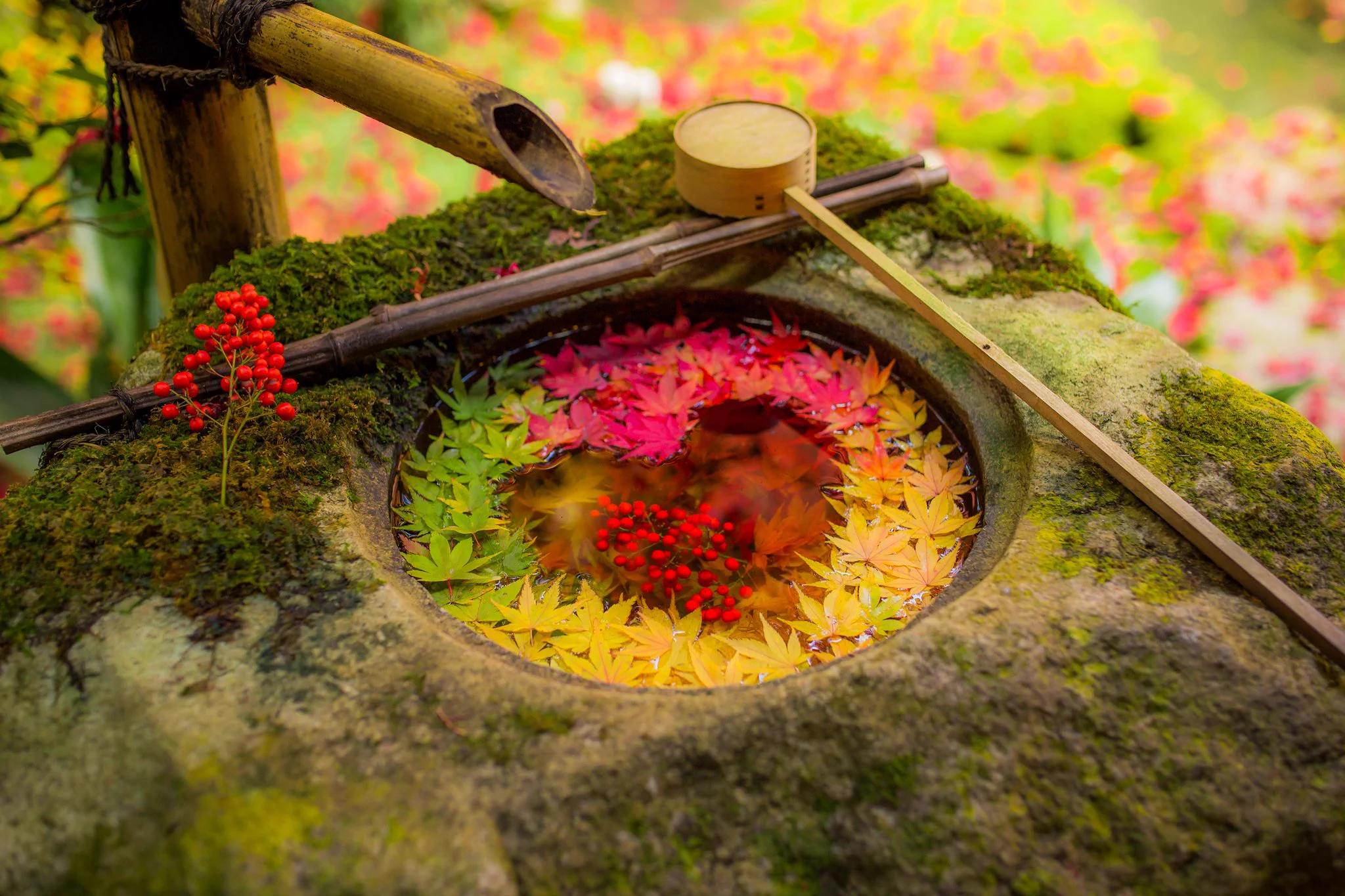 秋の楊谷寺。 小さな世界に広がる芸術を楽しめる素敵な写真。