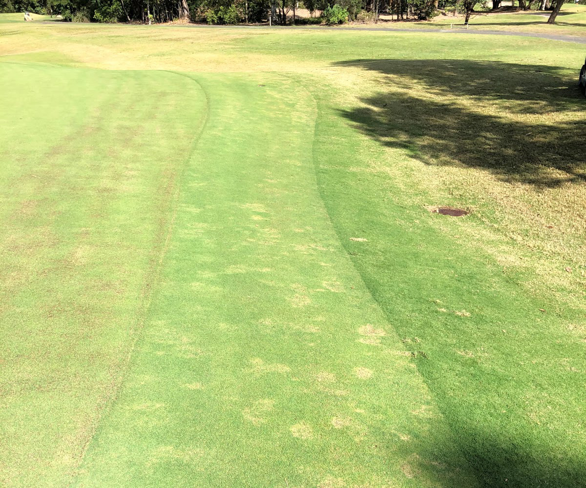 GlobeTurf tweet media