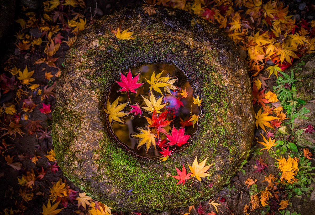 秋の楊谷寺。 小さな世界に広がる芸術を楽しめる素敵な写真。