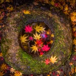 秋の楊谷寺。 小さな世界に広がる芸術を楽しめる素敵な写真。