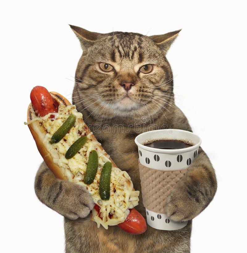 Кошачья еда. Кот за столом. Кот в виде еды. Аксессуары для кошек нарисованные. Рисунки для наклеек.