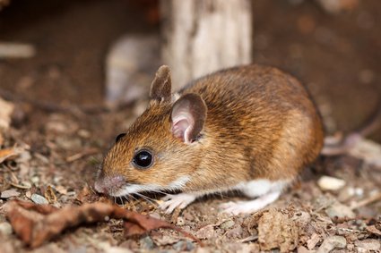 10 SIGNS OF #MICE at home

1. Scratching sounds in walls and ceilings
2. Mice droppings
3. Urine pillars
4. Grease rubs
5. Mouse smells
6. Track prints
7. Damage to foodstuffs and furnishings
8. Unusual pet activity
9. Live or dead mice
10. Allergies