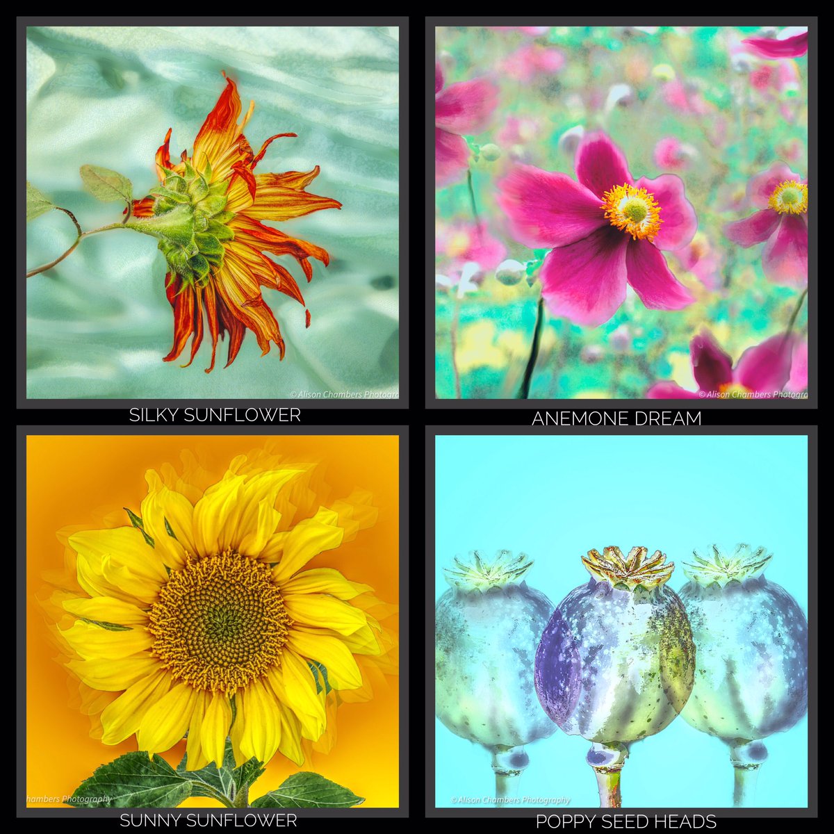AlisonC24426188's tweet image. Four new flower designs have been added to my portfolio on Fine Art America &amp;amp; Redbubble. Available on many household products to brighten up your living space. Please feel free to browse my collections...fineartamerica.com/profiles/2-ali…
&amp;amp; alisonchambers2.redbubble.com #FineArtAmerica #redbubble
