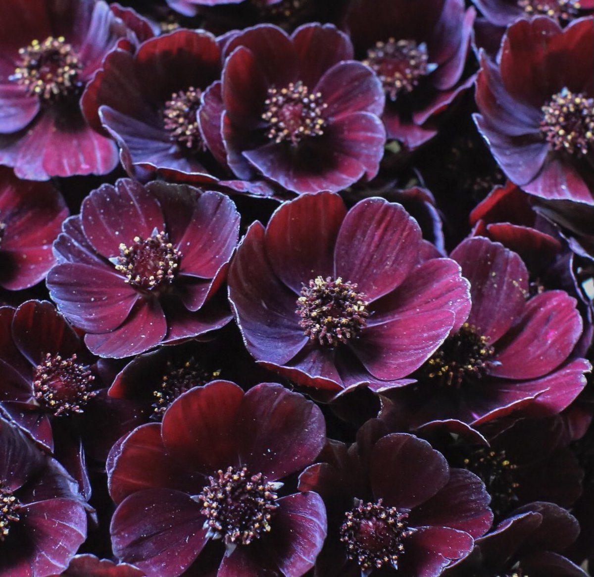 The delectable, delightful chocolate cosmos are relatively easy to grow, make wonderful cut flowers, attract butterflies and do actually have a chocolate scent! 💜 #ButterflyCount