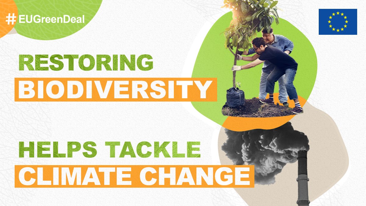 🌳 Forests are key to help tackle #ClimateChange &amp; #biodiversity loss. They:

🏭 absorb up to 30% of GHG emissions
🌪️ reduce natural disasters risks
🌊 regulate water flows

Our actions to protect forests worldwide⤵️
europa.eu/!Yd87Hb

#EUGreenDeal #ForNature #NatureForLife
