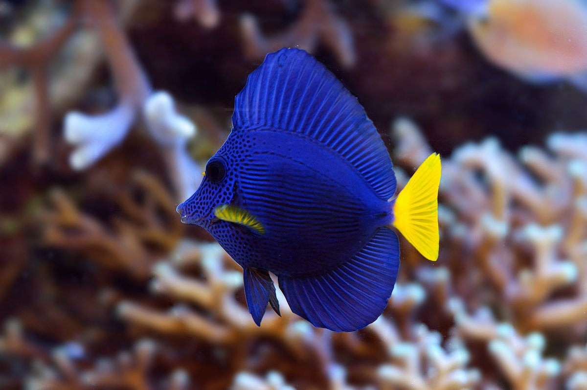 FishGuyKai's tweet photo. Ok my inaugural #TangThursday is this exotic Arabian beauty, and one that’s prominently featured in the Red Sea. Zebrasoma xanthurum, the Purple Tang. Mystic beauty, so inky and indigo. It’s one of the (few) surgeonfishes I genuinely enjoy. https://t.co/XMPz4fqcNq