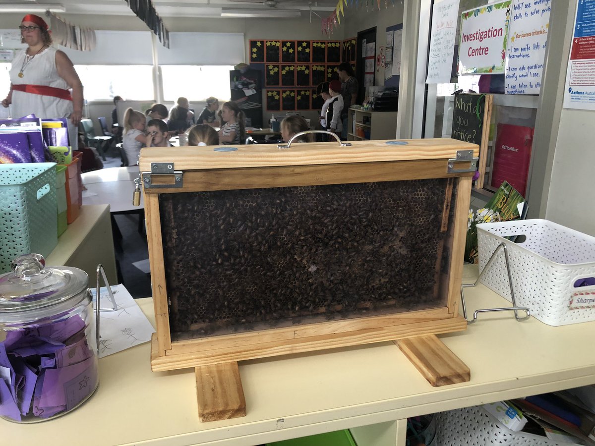 Authentic learning experience happening in K-2. What better way to learn about bees than to watch them work during the day in your classroom. #writingstimulus #minibeastsunit #fascinatingviewing