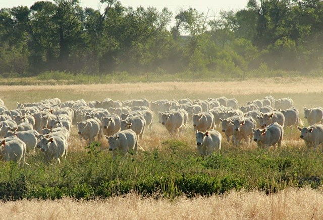 Charolais cattle make good contributions to commercial herds – find out why ☞  l8r.it/tkFe #cattlebreeding #charolais #debruyckercharolais #ranching #farming #montana #charolaismontana