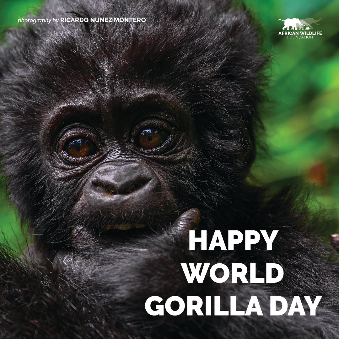 AWF_Official's tweet photo. Happy #WorldGorillaDay! https://t.co/GiVuwgQDUS