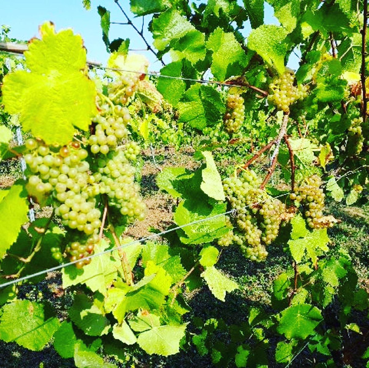 Some of our #pinotblanc #grapes on the #vineyard earlier this week.

#crouchvalleyvineyard #crouchvalley #englishwine #englishvineyard #wine #crouchvalleyregion
<a href="/CrouchValleyRgn/">Crouch Valley Region</a>