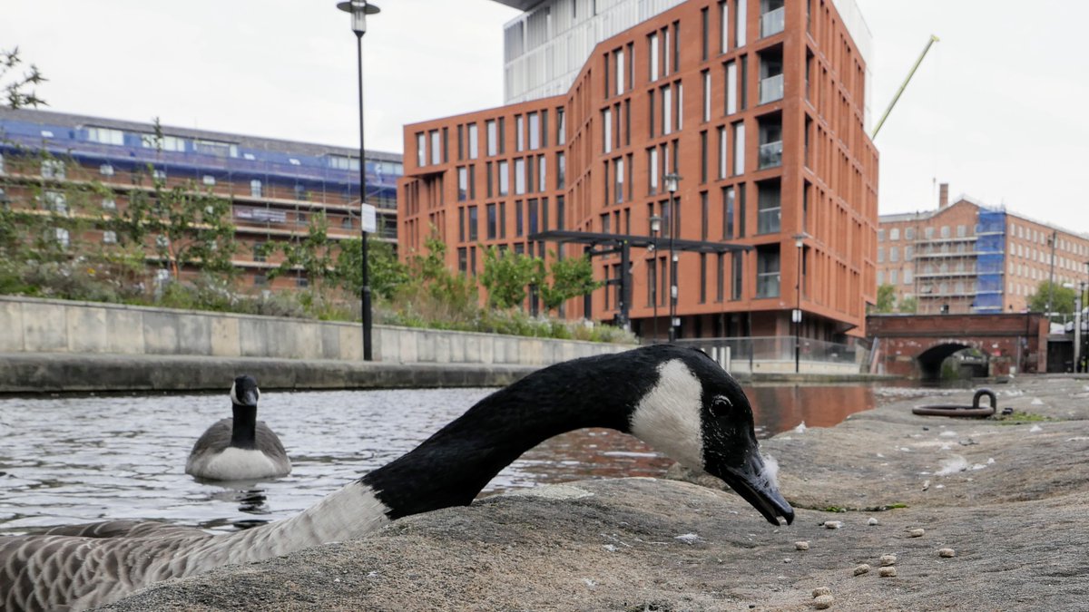 MostlyGeese's tweet photo. #PiccadillyBasin #RochdaleCanal #Manchester #ManchesterGeese #UrbanNature #Friends https://t.co/Hc4iAlfZ10