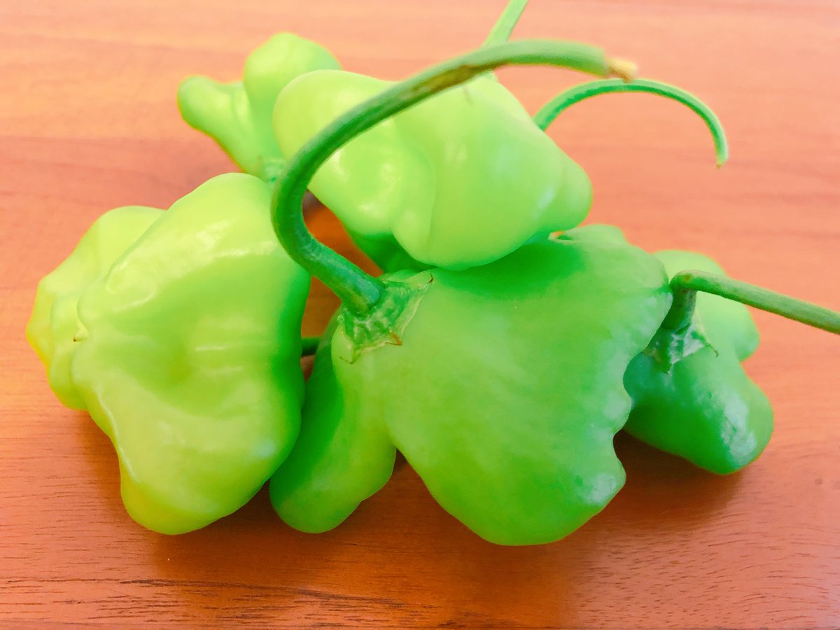 ベル型ピーマン Twitter Search