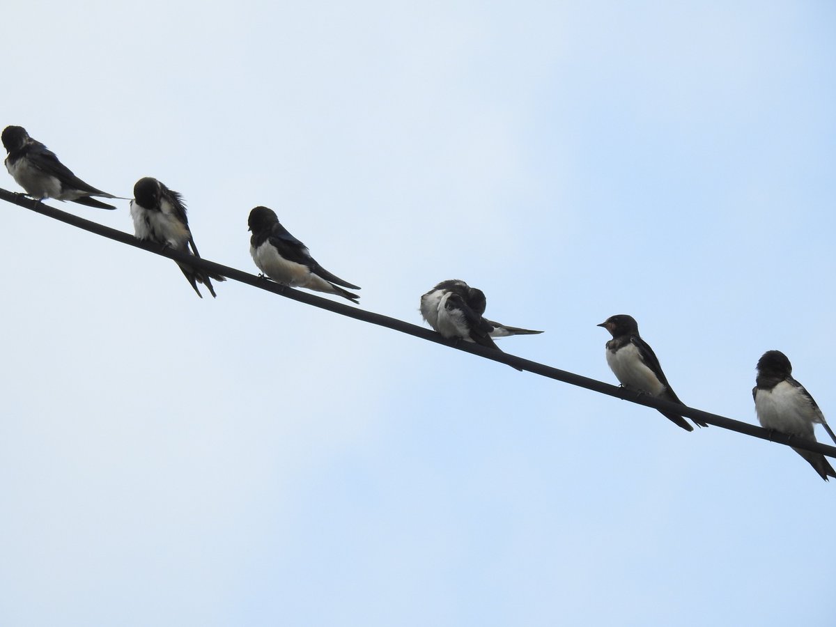 Tweet media two