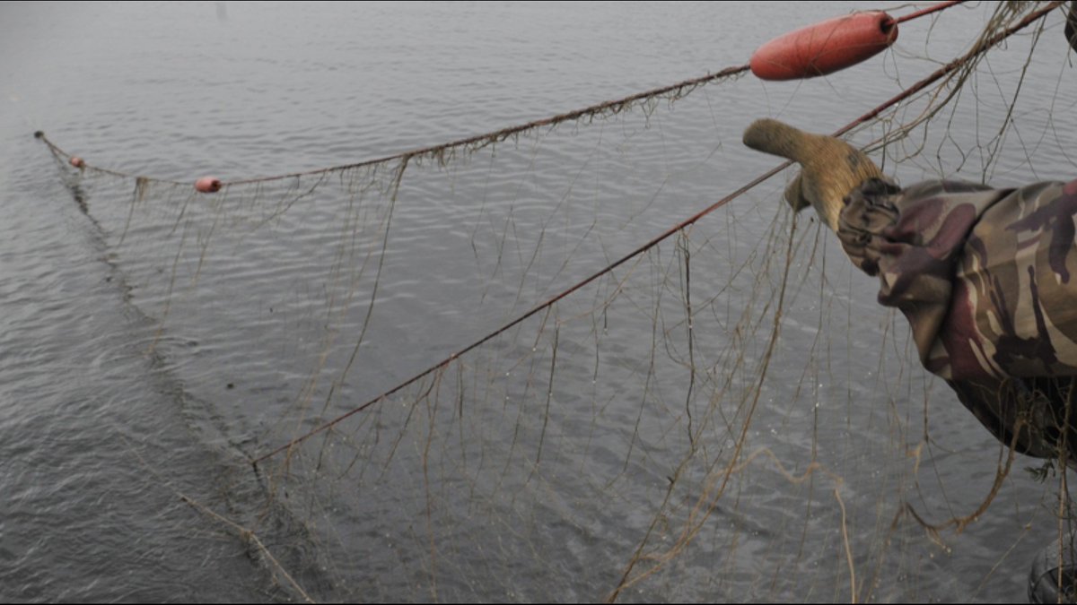 Можно ли ставить сети. Браконьерские снасти. Сеть для ловли рыбы. Снасть браконьера. Ставная сеть рыболовная.