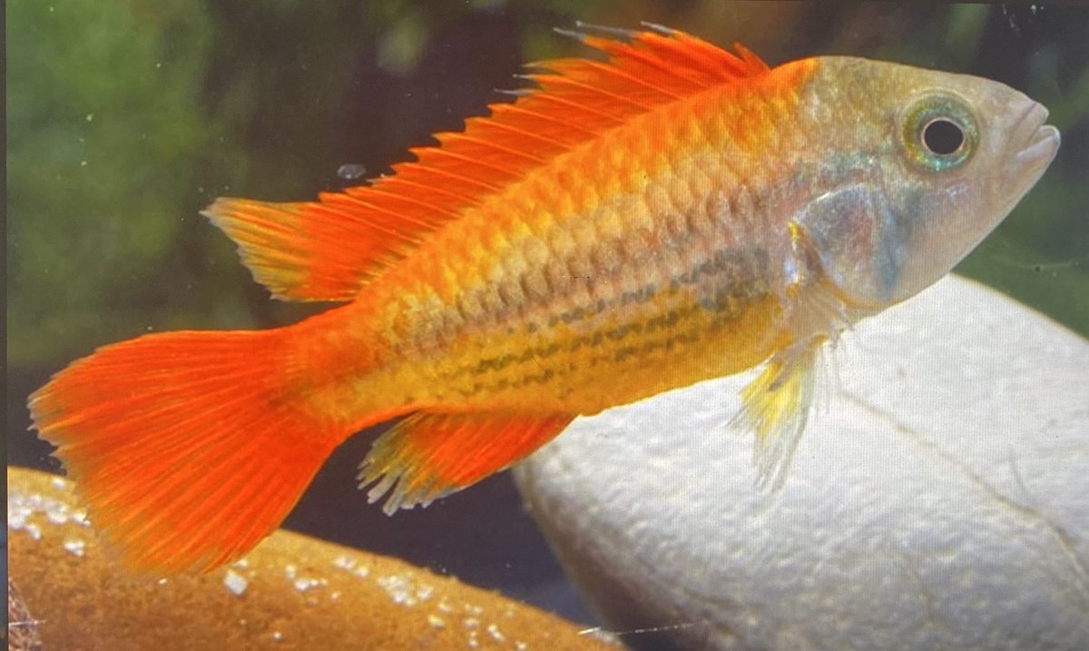 TropFishFinder's tweet photo. Apistogramma agassizii  ‘Super Orange'

Apistogramma agassizii is one of the better known South American dwarf cichlids, and does very well in captivity.
 https://t.co/hDzxtiPsUf

#AgassizCichlid #dwarfcichlid #Apistogramma #tropicalfishfinder #tropicalfish2yourdoor https://t.co/HbslmKopOB