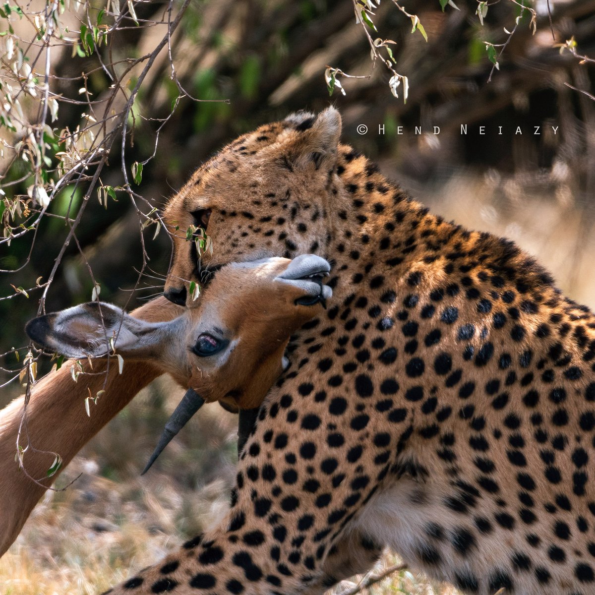 life for life
masai mara national reserve - kenya 

#cheetah #natgeomagarab #wildlifephotography #wildplanetphotomag #nikonmea #nikonkenya #masaimara