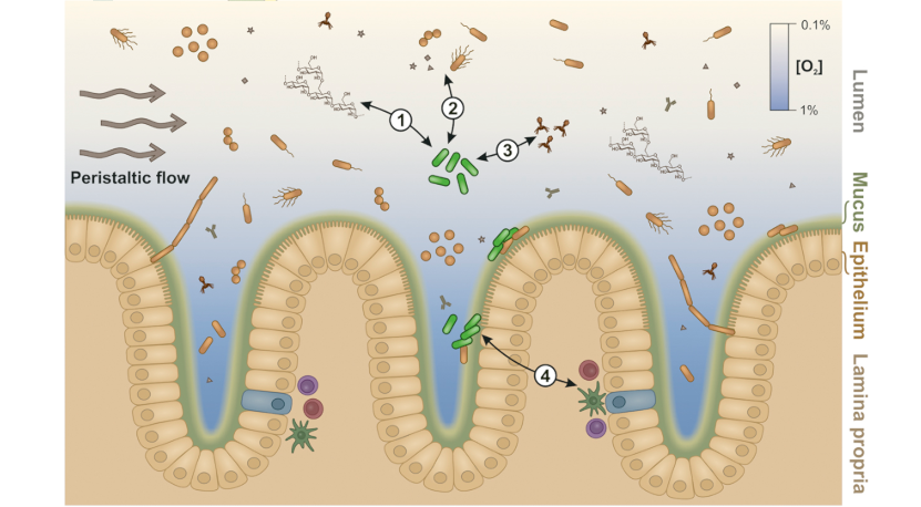 Our review on the RNA biology of gut Bacteroidetes is out (and open access)! We give an overview over what is known-and what is not-about (post-)transcriptional regulation in our favourite phylum. Check it out: degruyter.com/view/journals/…