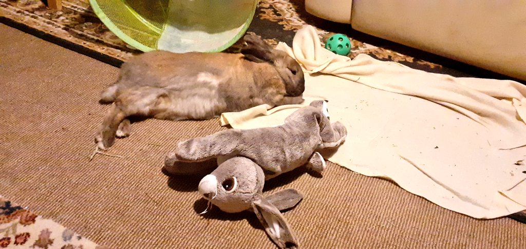 Sammyjwilliams3's tweet photo. Enjoying a socially distanced lay nap https://t.co/DGg25JFW3J