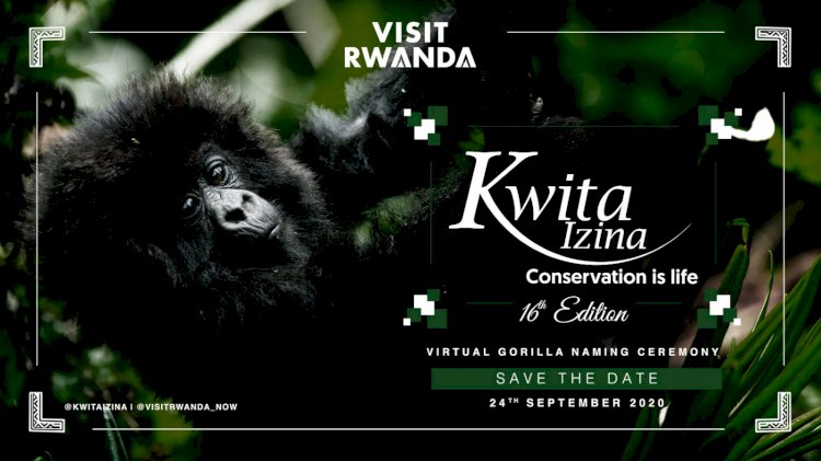 Happy 16th #KwitaIzina ceremony cerebration to all #biodiversity conservationists and enjoy #WorldGorillaDay , nature will be always attractive to see with these intelligent animals 🦍🦍. Let's keep working to #conserve.
#ConservationIsLife
@Kwitaizina @RDBrwanda @visitrwanda_now
