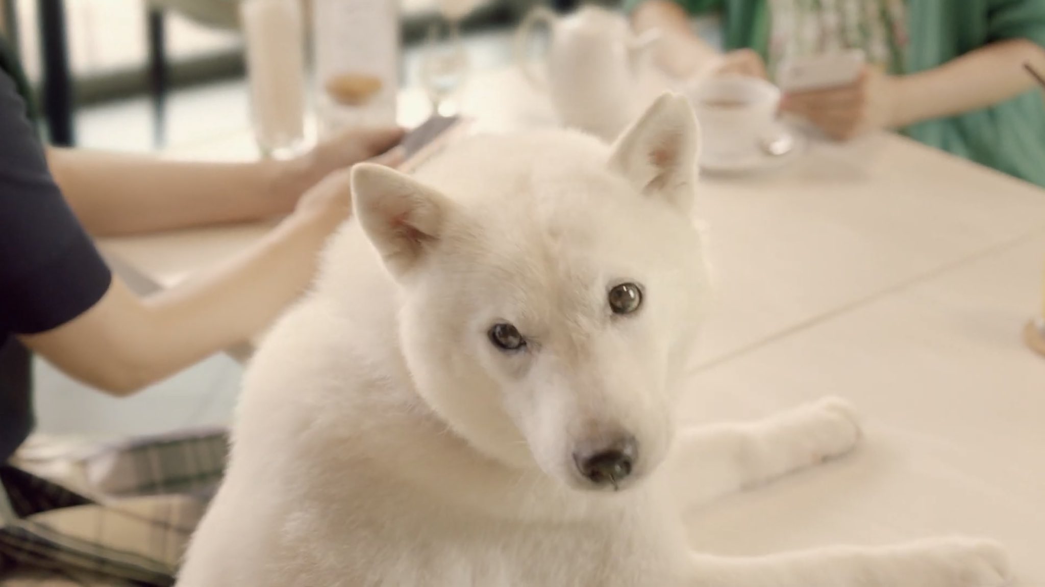 あのれと ソフトバンクのcm お父さん犬 女の人のスッピンみたいな顔してる 偏見 T Co Xkjybg6e93 Twitter