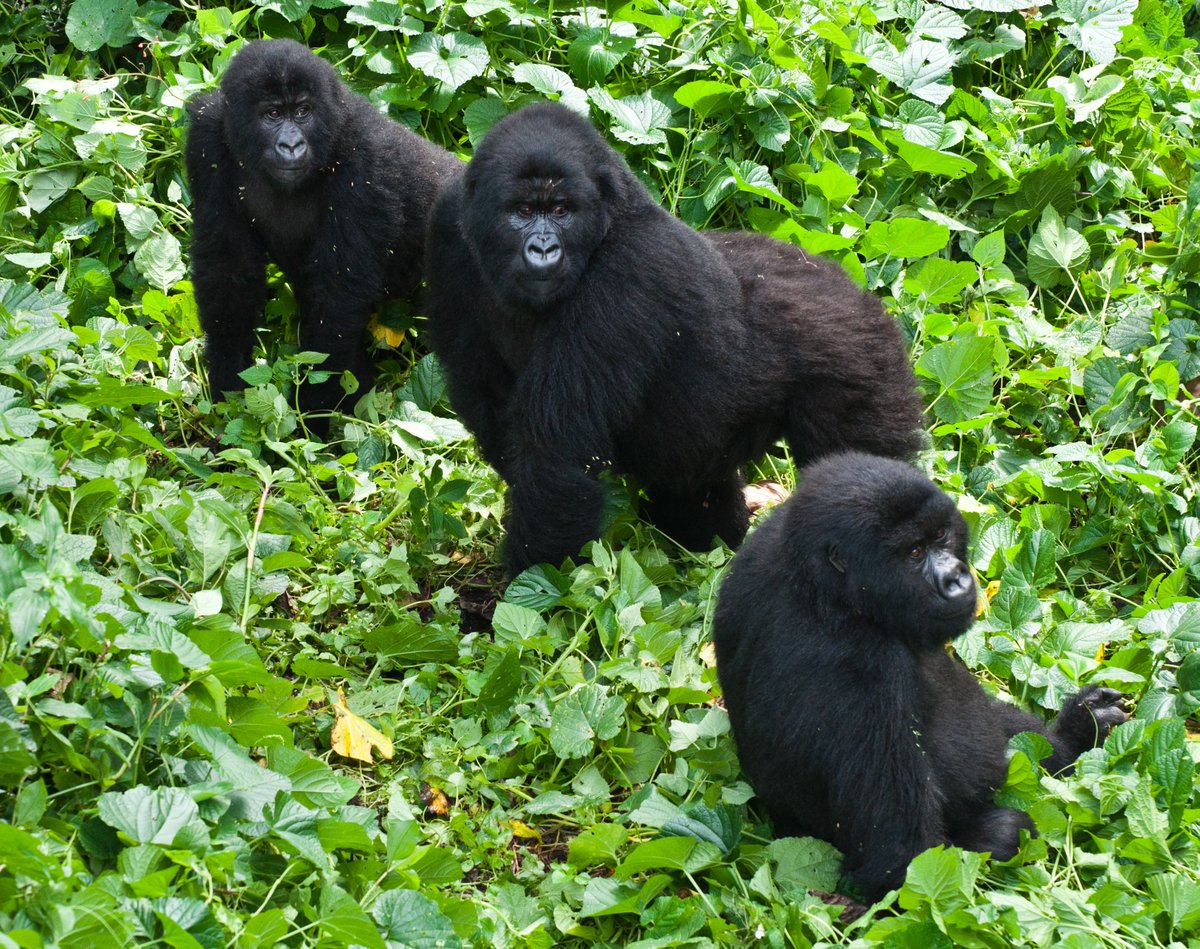 Virunga National Park tweet media