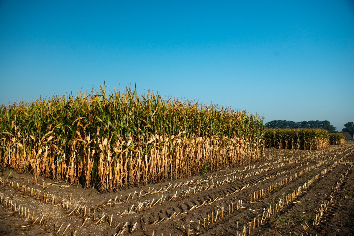 De Innovatie Coöperatie tweet media