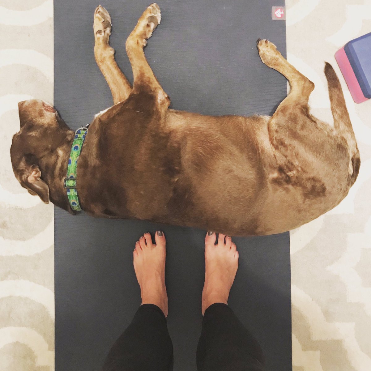 My off day yoga has been hijacked! Someone got their #savasana and #downdog postures mixed up 🤷🏻‍♀️  
...........................................................#tripawd  #tripawdsofinstagram #rainyday #yoga #yogawithadriene