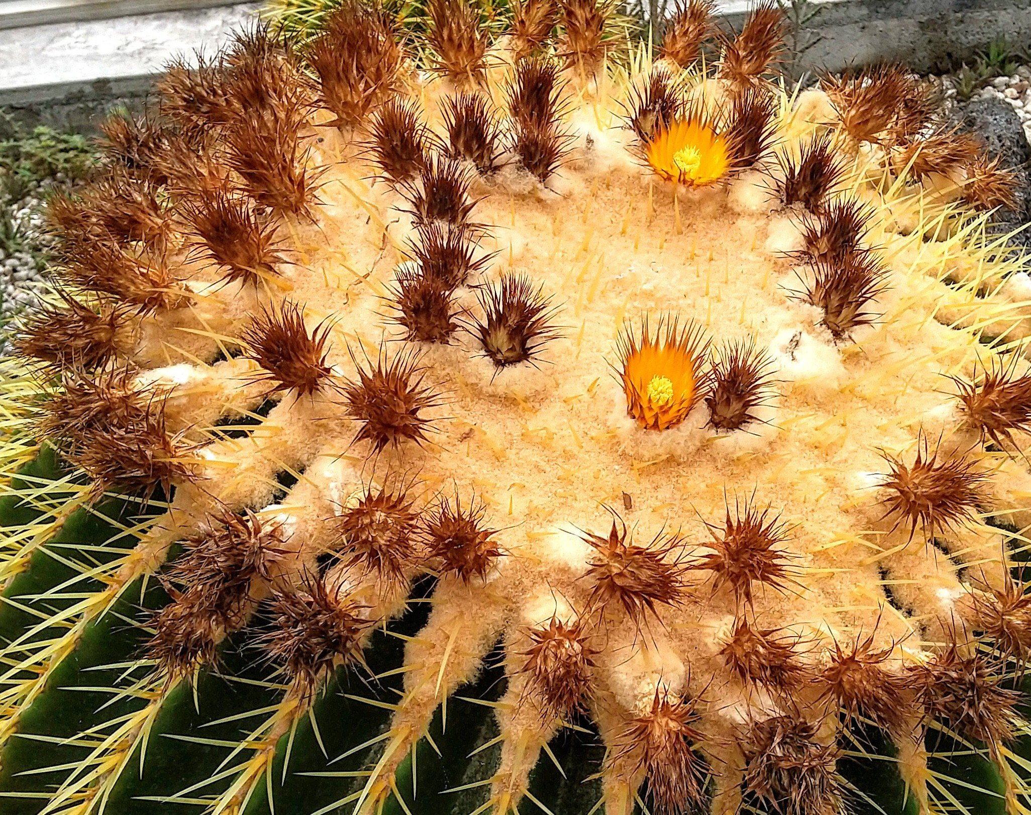 Dotekko 金鯱の花ひさびさにみたわ サボテン こども植物園 T Co Gagkpes1zp Twitter
