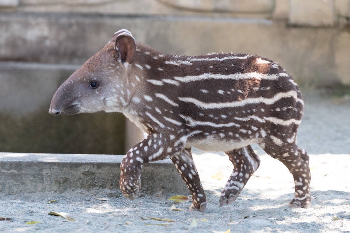 ①マレーバク アルタイル♂ (東武動物公園)
②ブラジルバク ユウキ♂ (遊亀公園附属動物園)

ブラジルバク誕生のニュースを見てマレーバクにそっくりだなって思ってたけど比べてみたら全然違った