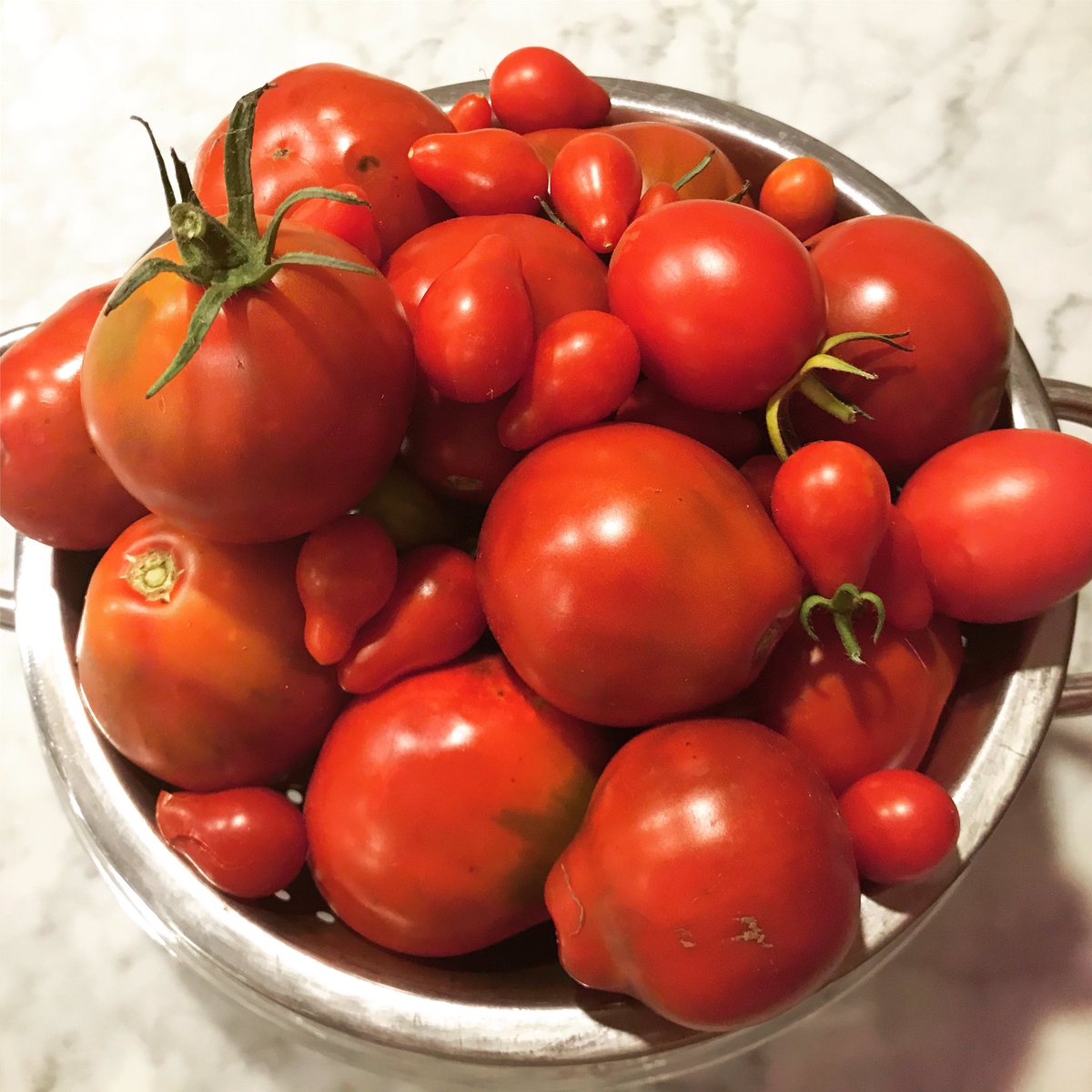 More summer tomatoes. I’ve full up on tomato sauce and roasted tomatoes. Other ideas? #tomatorecipes #potagergarden