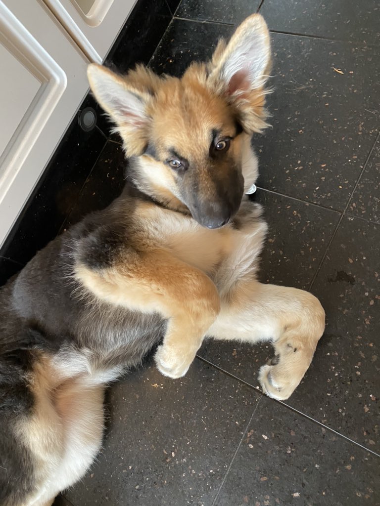 Miss Lyall tweet media