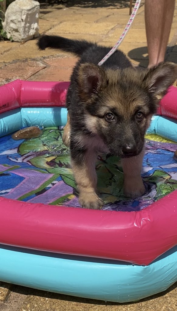 Miss Lyall tweet media