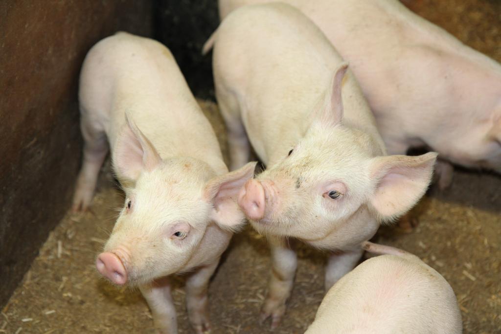 ElancoLivestock's tweet photo. #DidYouKnow that piglets with gut damage caused by #coccidiosis infection are susceptible to complications like post weaning enteritis? #PigHealth #CocciControl https://t.co/7biTxNJXT8