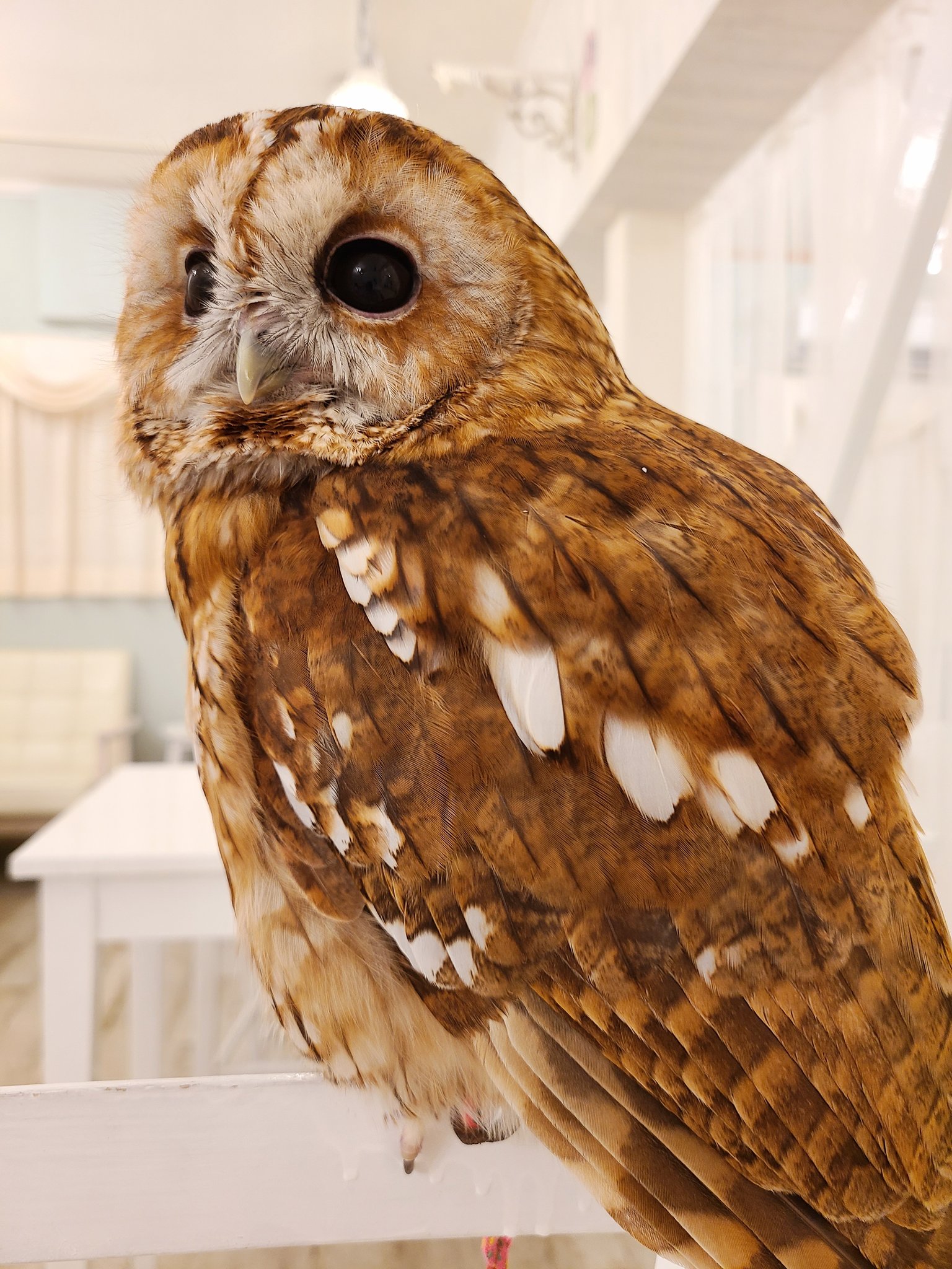 フクロウカフェ 東京 アキバフクロウ 雛祭り開催中 The 可愛いフクロウゆきだるま には 死角なし 動物カフェ 秋葉原 フクロウカフェ Snowman T Co Bmjjfkzack Twitter