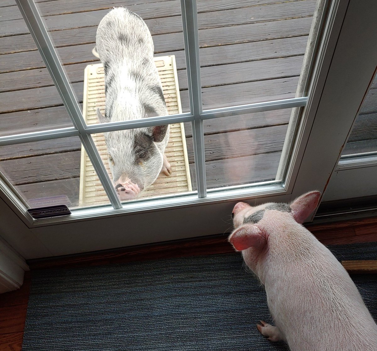 pinky_pain's tweet photo. When you get home at 5AM, and your significant other is waiting㪠#ThursdayThoughts #trouble #partypig #piggy #RESCUE #rescuepigs #Trending #TrendingNews #pigsoftwitter #twitterpigs #AllNight #outallnight #busted #caught https://t.co/5acQwpYF3j
