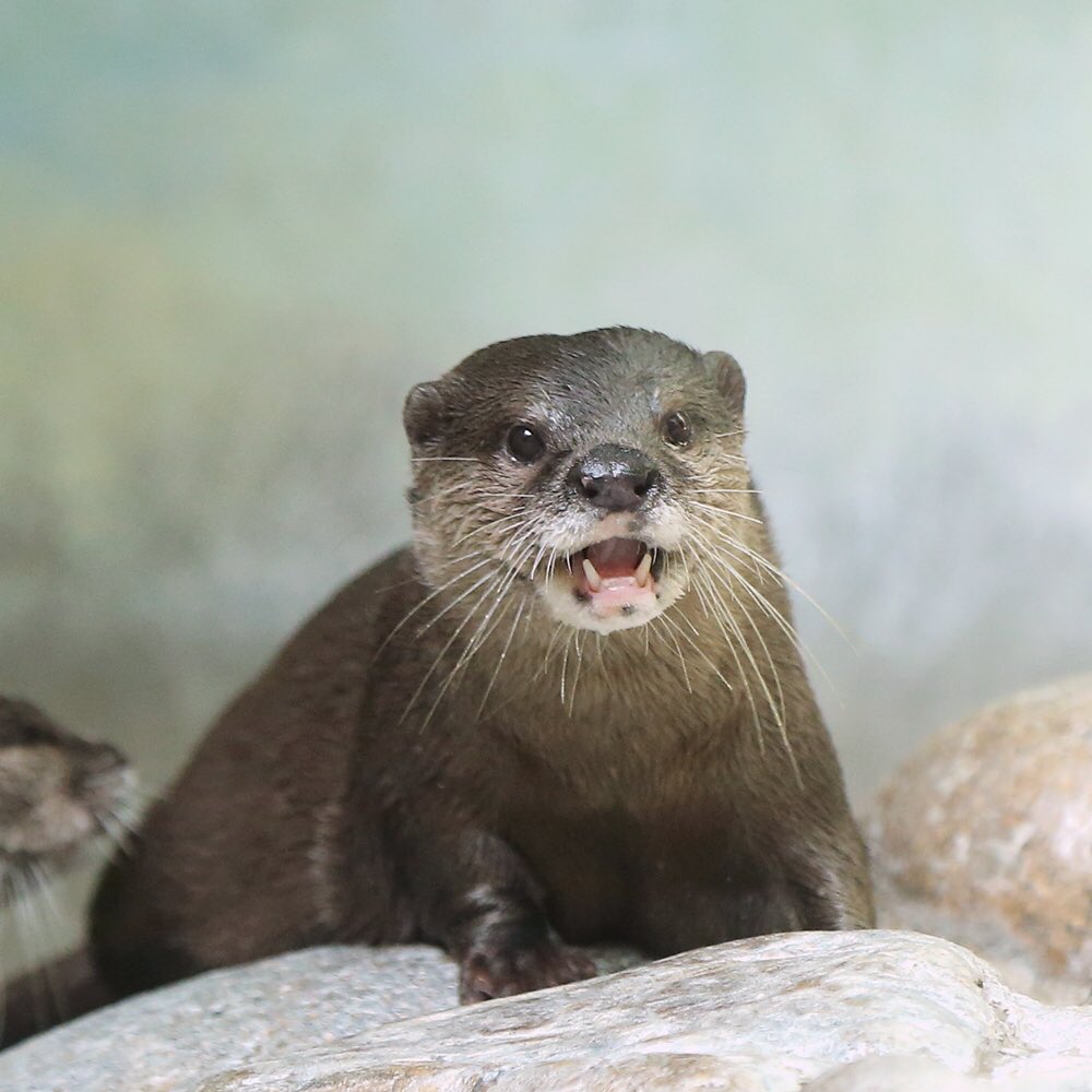 かわうそ初心者 Otterbeginner Twitter