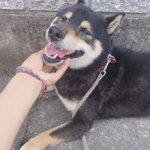 愛犬がいなくなった悲しみを乗り越えられない・毎日が辛い・・・。