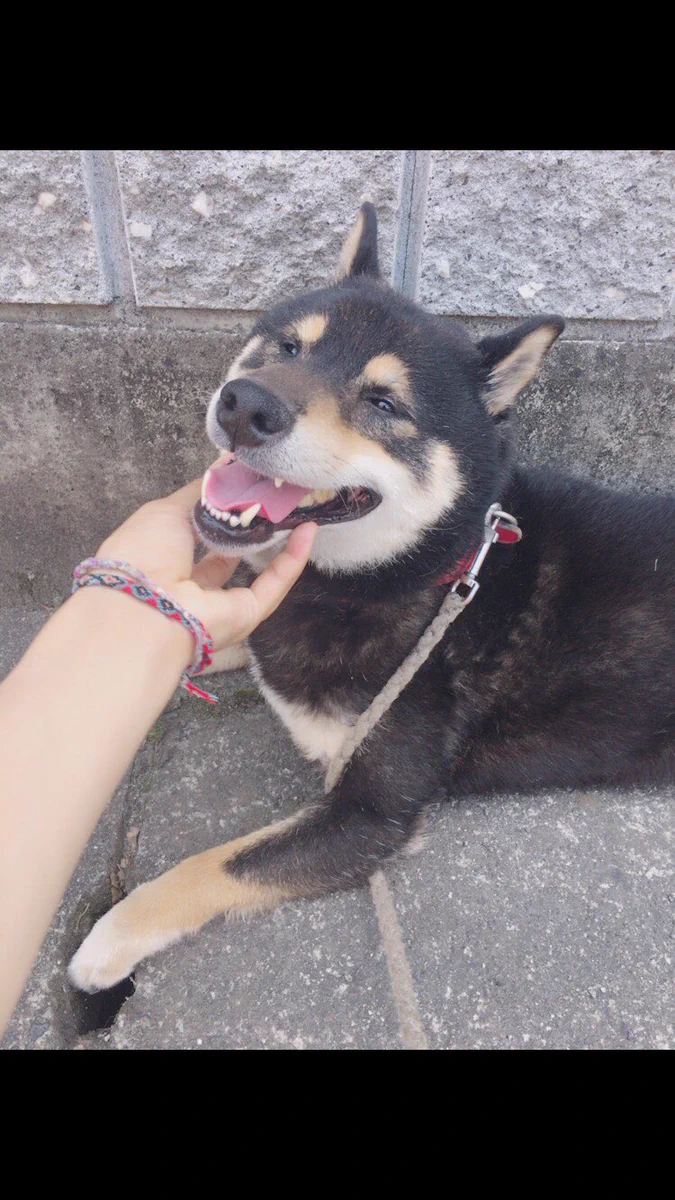 愛犬がいなくなった悲しみを乗り越えられない・毎日が辛い・・・。