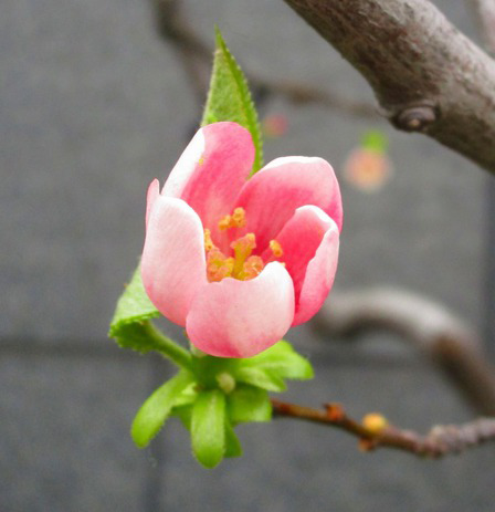 世界の花図鑑 S Recent Tweets 7 Whotwi Graphical Twitter Analysis