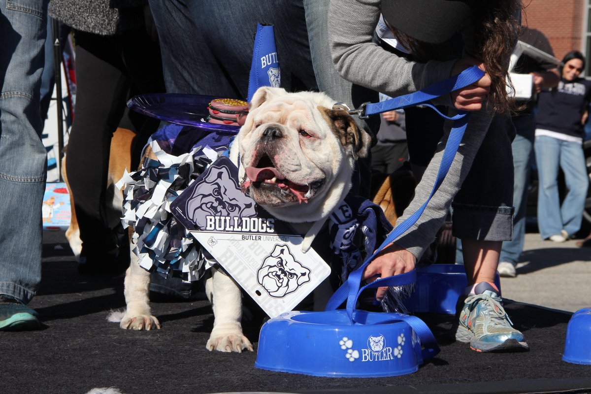 Butler Blue Iv On Twitter Pretty Bummed To Not Have What Would Have Been The 20th Annual Bulldog Beauty Contest This Year No Need To Dwell On That Let S Enjoy Some Throwbacks