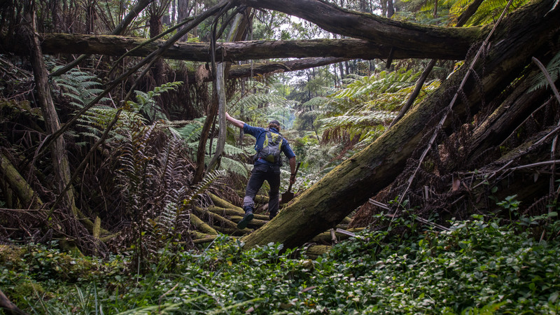 The first ShAFF 2020 screenings are going ahead at the Showroom this weekend with Best of ShAFF 2020 &amp; Young Adventurers this Saturday. Tickets are on sale now. If you're able to join us, we'll see you there!

Tickets: ow.ly/Vqvv50BA1al

Photo: Run The Line (c) Chris Ord
