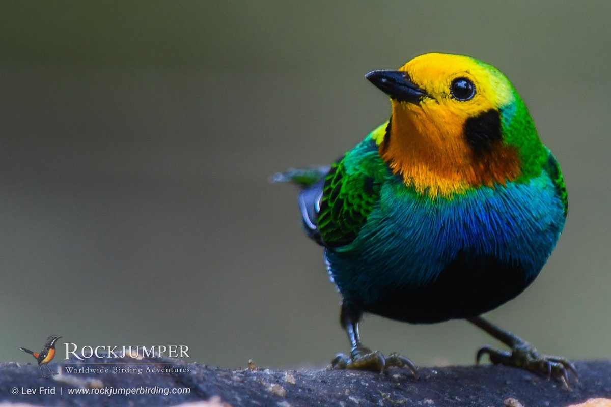 RockjumperTours's tweet image. Colombia is soon to open for tourism. Talk with our Tailor-made Tours Team to custom design your tour, when &amp;amp; how you want it. Let's talk. Maybe we'll see a #MulticoloredTanager 😉 #DreamWithRJ #RockjumperBirding #ZeissBirding 
l8r.it/iEzQ