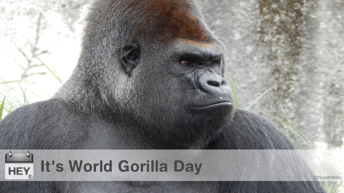 It's World Gorilla Day! 
#WorldGorillaDay #GorillaDay