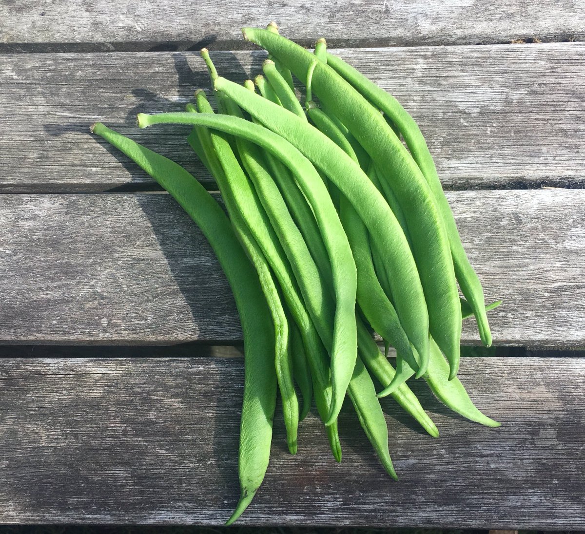 I continue to find it amazing that I sowed runner bean seeds over five months ago and am still getting a daily crop from my plants even now, as we head into autumn. Being able to eat (and share) food that I’ve grown myself, as a new gardener, is still giving me so much joy. 