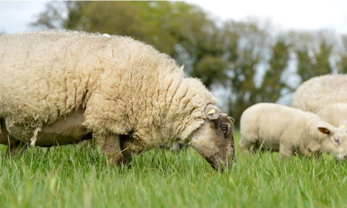 teagasc's tweet photo. An on-going study at Athenry was designed to evaluate the effects of ewe genotype [≥75% Suffolk, Suffolk×Belclare, purebred Belclare] on ewe lifetime performance. Tim Keady Teagasc Research Officer provides more information here https://t.co/SXu0CPDTCf #VirtualSheepWeek https://t.co/6Lp2Yx7icI