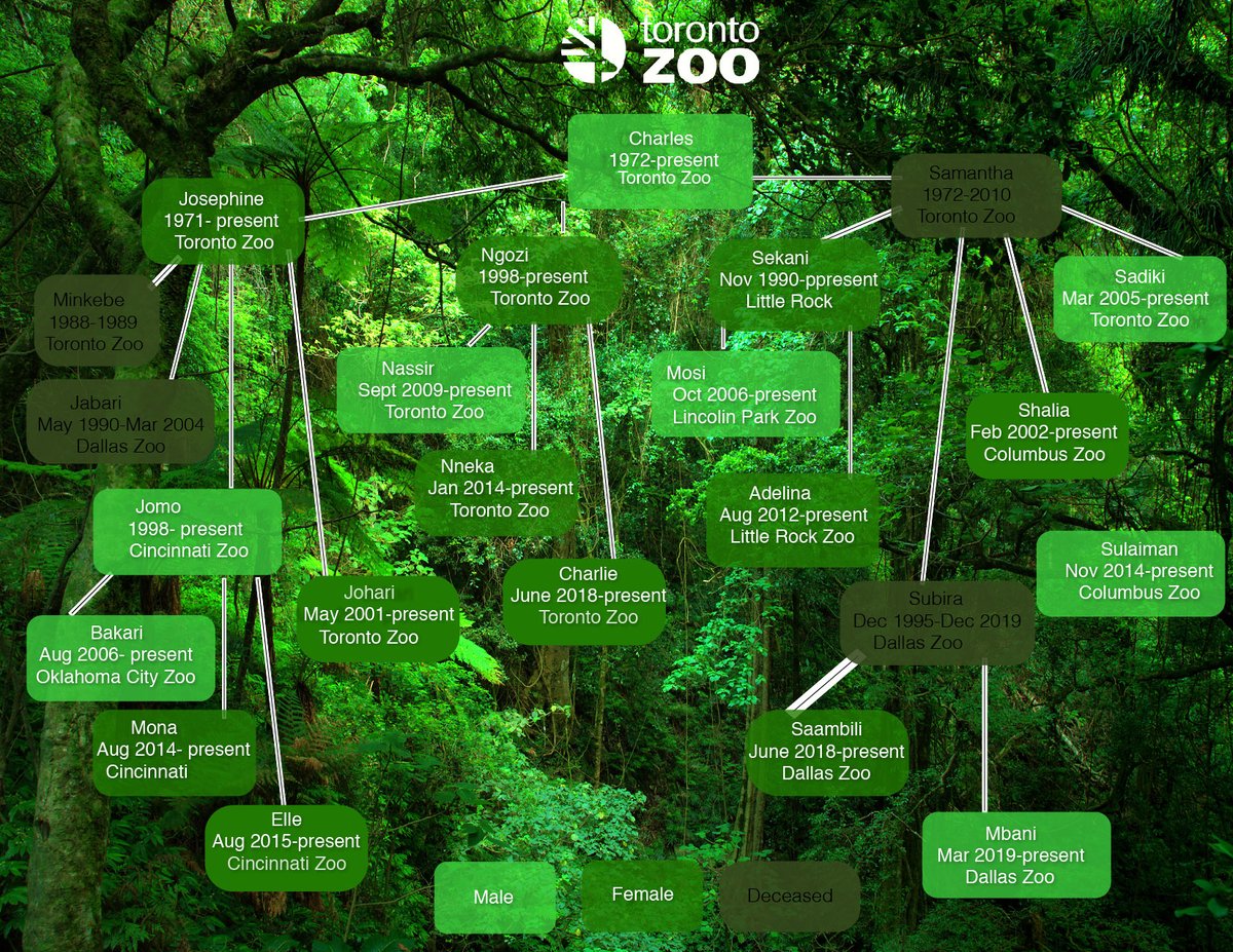 After Dallas Zoo leopard escape, cut found in monkey habitat | NEWS10 ABC, image size:1200x927