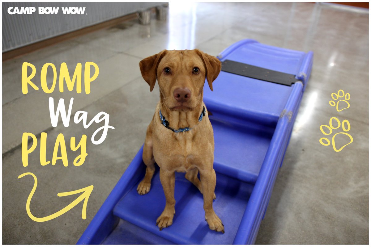cbwsouthport's tweet photo. Busy work week? Let your dog live their best life at #camp where furever furiends are made. 
🐶
Dogs are separated by size and play style. Camp counselors monitor the indoor / outdoor play yards nonstop. Water is always available 💙
#whereadogcanbeadog 
 #nugget #indydog https://t.co/nPrw0HsRMQ